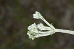 Longleaf buckwheat